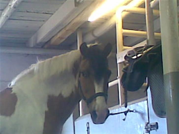 Pinto biggare`(går på græs) - smuk? eller bare smuk?? billede 10