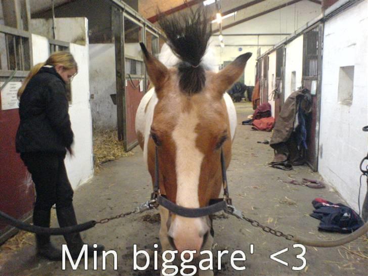 Pinto biggare`(går på græs) - ponker pony!<3 billede 12