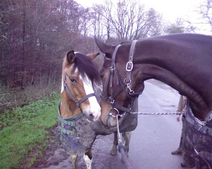 Pinto biggare`(går på græs) - pony og einstein<3 billede 13