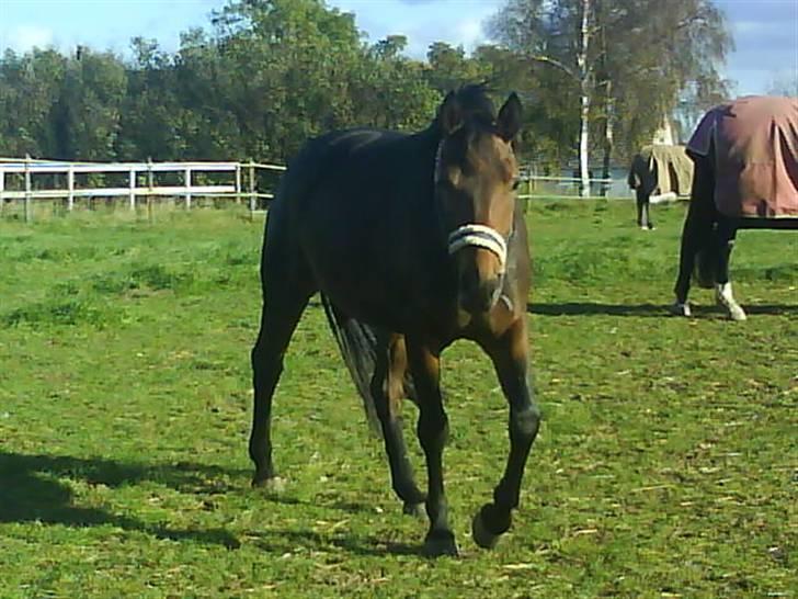 Anden særlig race Luka - FLYTTET - På folden. Fotograf: Mig. Oktober 07. billede 2