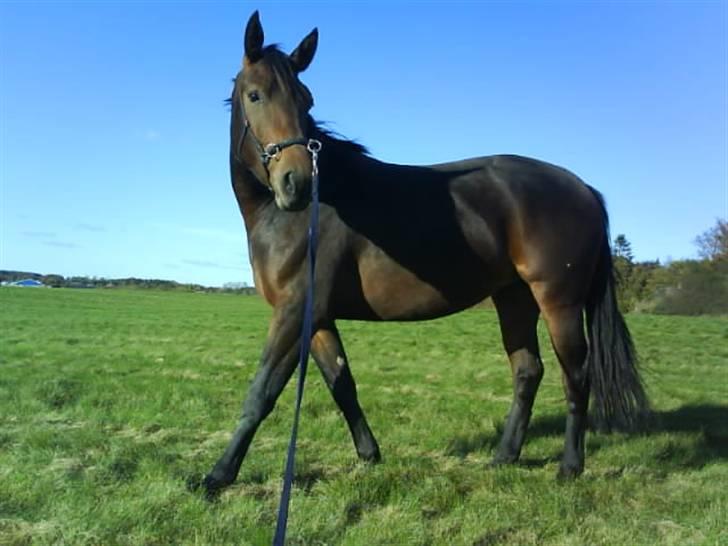 Anden særlig race Luka - FLYTTET - Hun laver strækøverser! hehe - Jeg tror jeg hun laver ´´Hundestrækket´´ fotograf: Mig. Oktober 07. billede 7