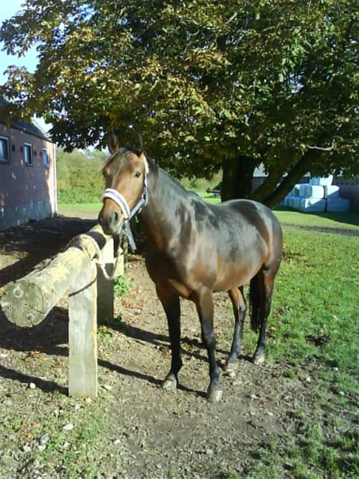 Anden særlig race Luka - FLYTTET - Lige før træning. Fotograf: Mig. Oktober 07. billede 9