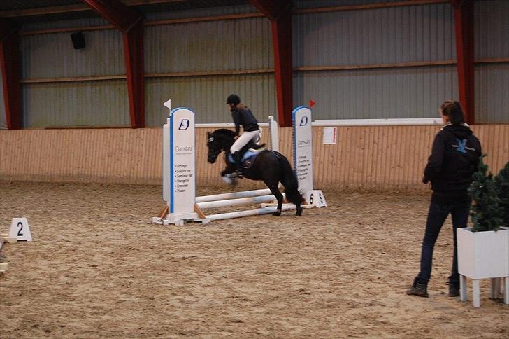 Welsh Mountain (sec A) Tarzan - Laura og Tarzan til stævne i Hylke  billede 17