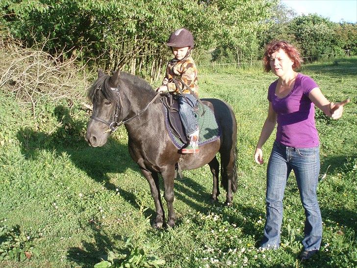 Welsh Mountain (sec A) Tarzan - Tosse´s nye rytter - min grand grand fætter Christian på 6 år  billede 18