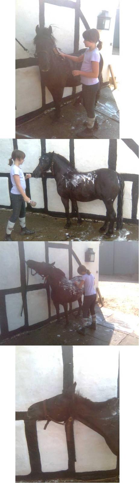 Welsh Mountain (sec A) Tarzan - Tarzan i bad.. Det er ik altid han sys det er lige sjovt..  billede 19