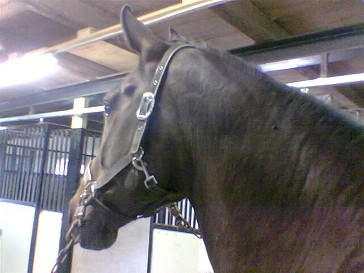 Dansk Varmblod Mosens Soya *AFLIVET 06* - Uha hvad er det derude.. billede 8