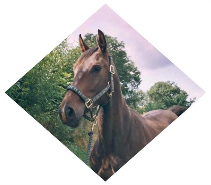 Dansk Varmblod Mosens Soya *AFLIVET 06* - Min diamant billede 13