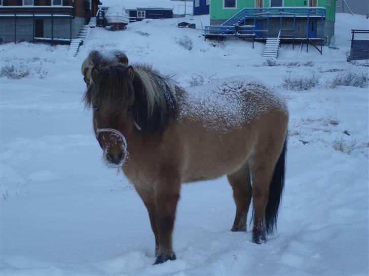Islænder følli billede 1
