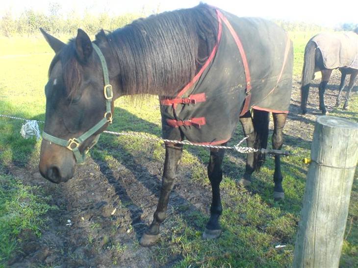 {{currentPhoto.altText}} billede {{currentPhoto.number}}