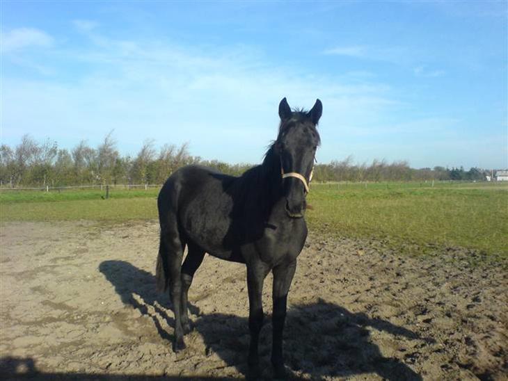 {{currentPhoto.altText}} billede {{currentPhoto.number}}