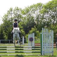 Welsh Pony (sec B) haymos cherie