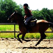 New Forest Da vinci - Solgt