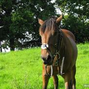 New Forest Da vinci - Solgt