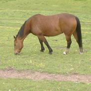 Knabstrupper |*Chacie*| min engel