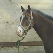 Welsh Partbred (Sec F) zeus