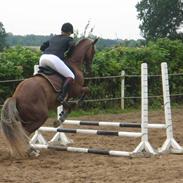 Welsh Partbred (Sec F) zeus