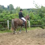 Welsh Partbred (Sec F) zeus