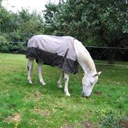 Dansk Varmblod Darwin af oksvang