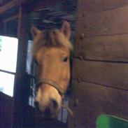 Fjordhest Donni [SOLGT]