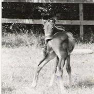 Anden særlig race Twister