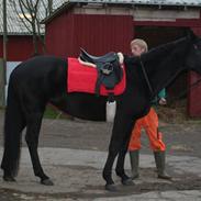 Knabstrupper Bonni af Hallundbæk