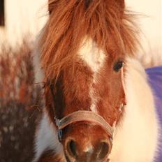 Shetlænder Pony Margrethe 
