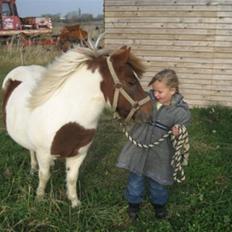 Shetlænder Pony Margrethe 