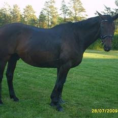 Dansk Varmblod Misil SOLGT