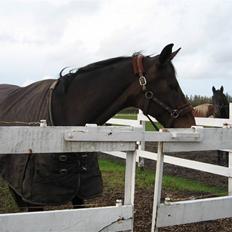 Dansk Varmblod Misil SOLGT