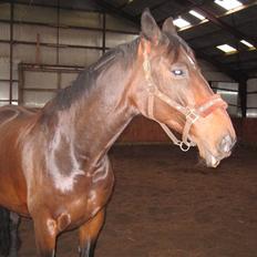 Dansk Varmblod Misil SOLGT