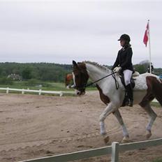 Pinto Ny Østergaard´s Mowgli 