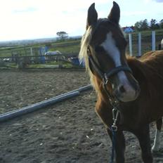 Anden særlig race Karlsbjerggårds Minagetzo