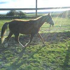 Anden særlig race Karlsbjerggårds Minagetzo