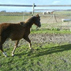 Anden særlig race Karlsbjerggårds Minagetzo