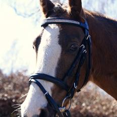 Anden særlig race Chinchika - R.I.P.