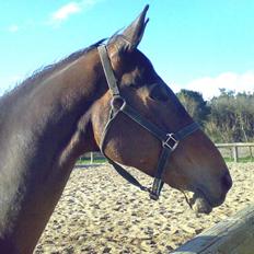 Anden særlig race Tanok