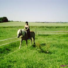 Haflinger TROJA W