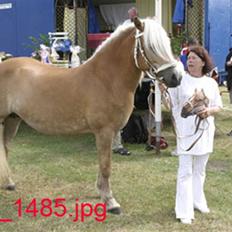 Haflinger TROJA W