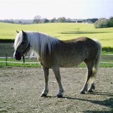 Haflinger TROJA W