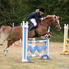 Irish Cob sjors, SOLGT;*(