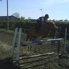 Anden særlig race Mosegaardens Taura Boy.