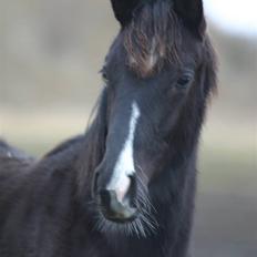 Dansk Varmblod Gørtklintgårds Kiaya