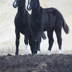 Tysk Oldenburger Brighty