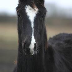 Tysk Oldenburger Brighty