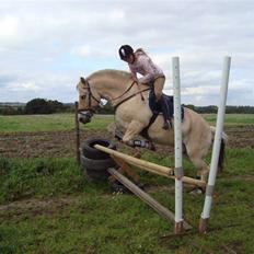 Fjordhest Duks (redet)