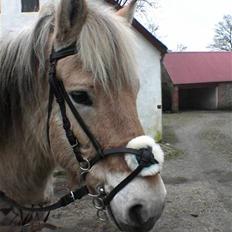 Fjordhest Duks (redet)