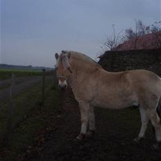 Fjordhest Duks (redet)