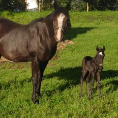 Connemara Knastens-Mari *SOLGT*