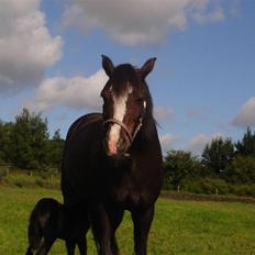 Connemara Knastens-Mari *SOLGT*