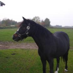 Connemara Knastens-Mari *SOLGT*